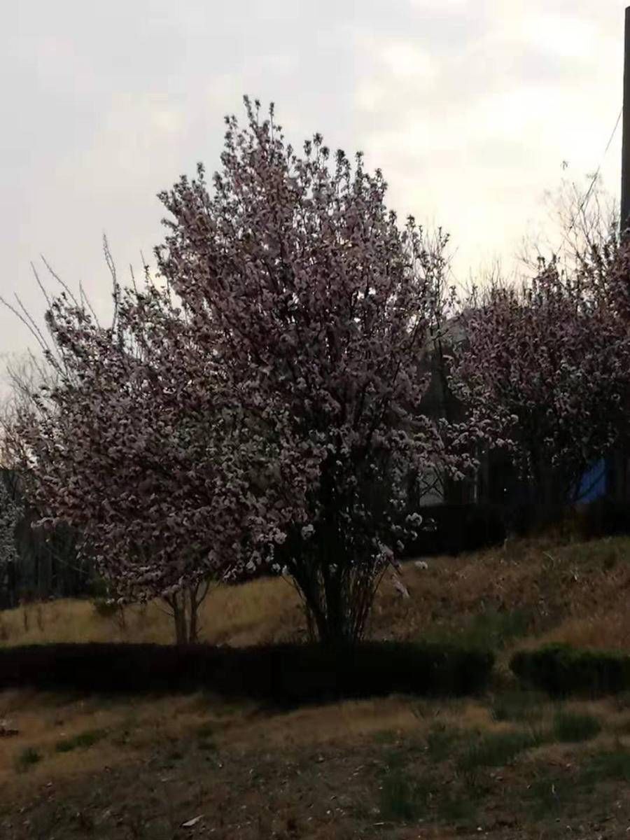 海棠花随风舞动|贾绍萍轻水彩系列 | 美术家协会