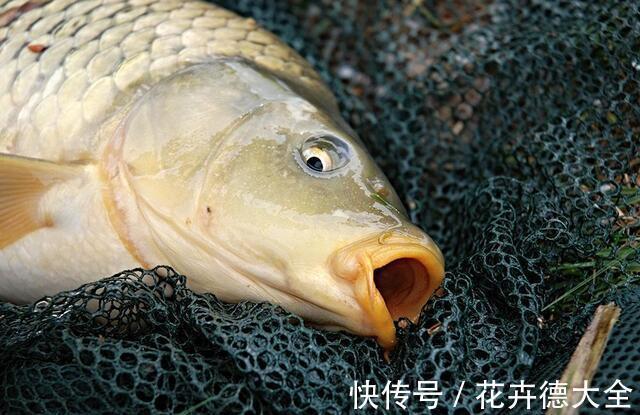 野钓|野钓想要钓到大鱼，至少你得做到几点
