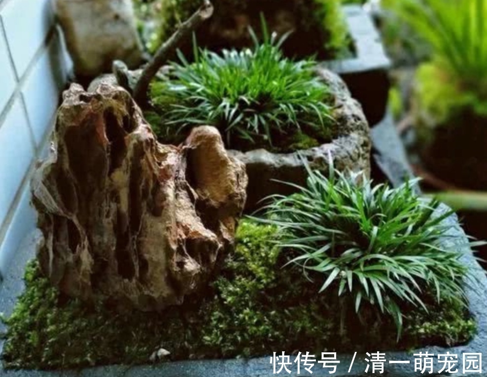 卷柏|5种不起眼的“小草”，挖回来做成盆景，越看越漂亮