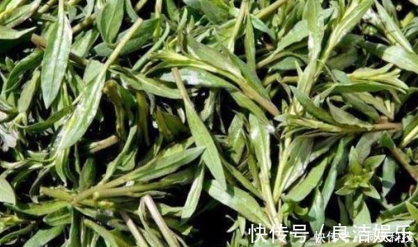 野菜|农村田地里野菜,个个都是良药,农村人视而不见,城里人抢着吃