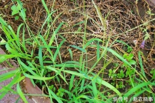 农村野草俗称“马饭”,却明目润肺,清热醒脑,是都市白领的福音