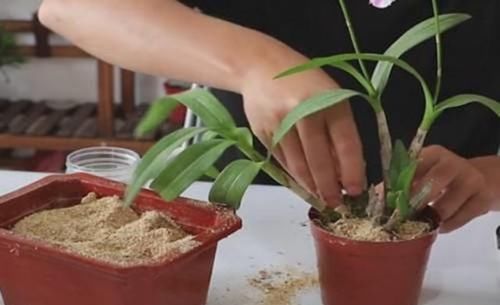  花苞|家里的花卉翻下盆，半年就能花苞满枝头，这些小技巧很实用