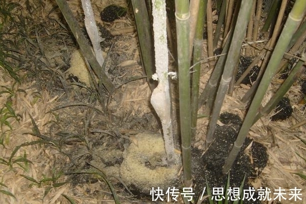 竹菌|只农村才有的山珍，生长在嫩竹上，常被人嫌弃，营养价值比燕窝高