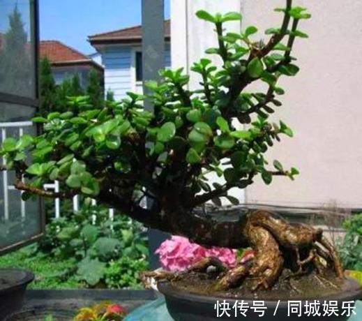 这3种花养成“盆景”价值翻倍,颜值高造型美,谁都试一试