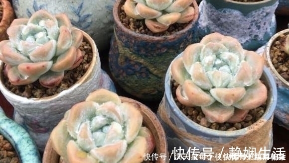 适合新手养护的4款经典多肉,便宜好养易上色,花友几乎都养过