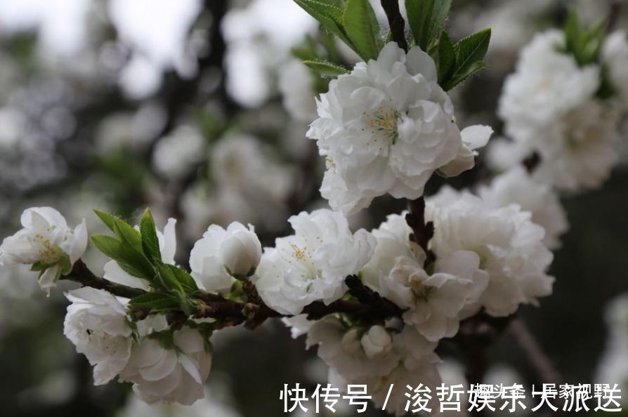 红花绿叶|花朵丰腴,色彩鲜艳,好看养眼,还能改善皮肤干燥、皱纹