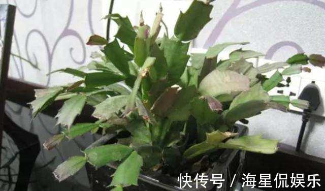 叶片|蟹爪兰来点“甜水”，不烂根不黄叶，枝枝开花红满盆！