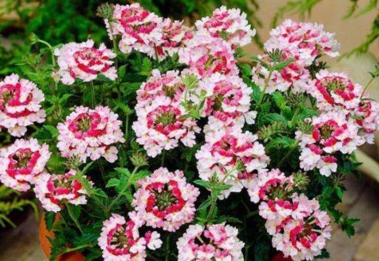 居家就养此款花卉,不闻不问,花开爆盆美如花,花朵漂亮!