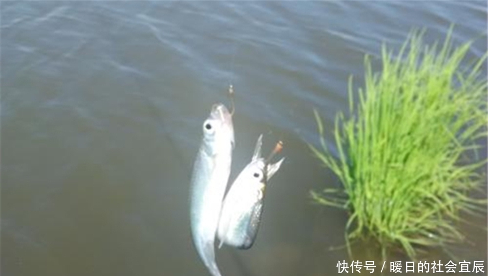 动态|飞铅钓法详解,增加动态诱鱼效果,让鱼追着饵料咬,最适合钓浮!