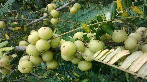 整年|咳嗽久咳不愈,多用此果泡水,坚持三天,利咽喉,整年不咳嗽