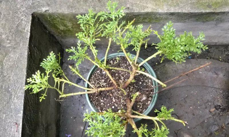 花开败后,手痒剃了个头,剃完就开花,一直剪一直开!