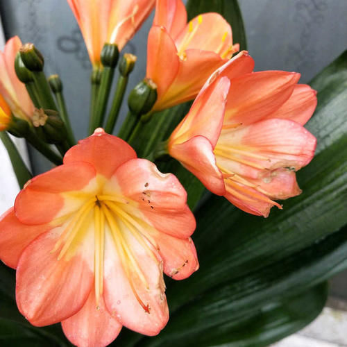 给君子兰吃点它,叶片肥厚,新叶长不停