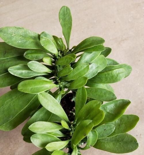 门口养了一棵“气派花”，生命力强很养眼，寓意好能镇宅