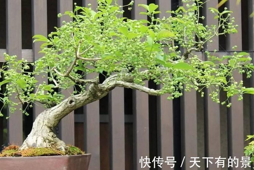 植物盆栽不能随便“瞎修剪”,把握住这些,株型才更有神韵