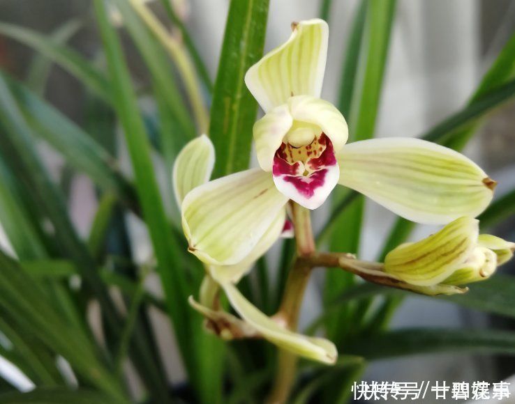 这花公认难养,冬天室内要注意,放外面冻20天,开花多又香