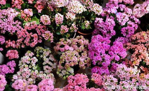 4平方米的小阳台,种上三种花,能养上百盆,开成小花园!