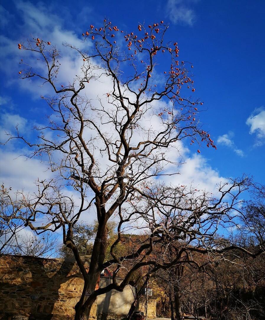 佛手|院子里适合种7种“镇宅树”,随便种一棵,“旺财添福”更旺家