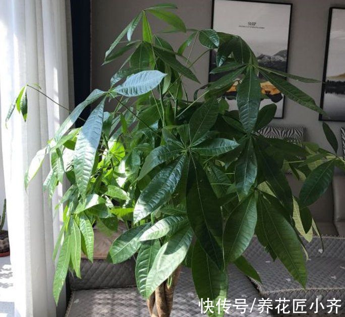 黄叶|如果你养着“大型绿植”，想要不落叶，不黄叶，把这4点做好