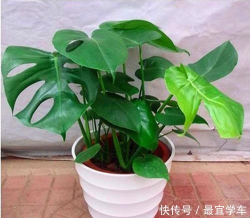 几种花养家里空气好、有益于身体健康!