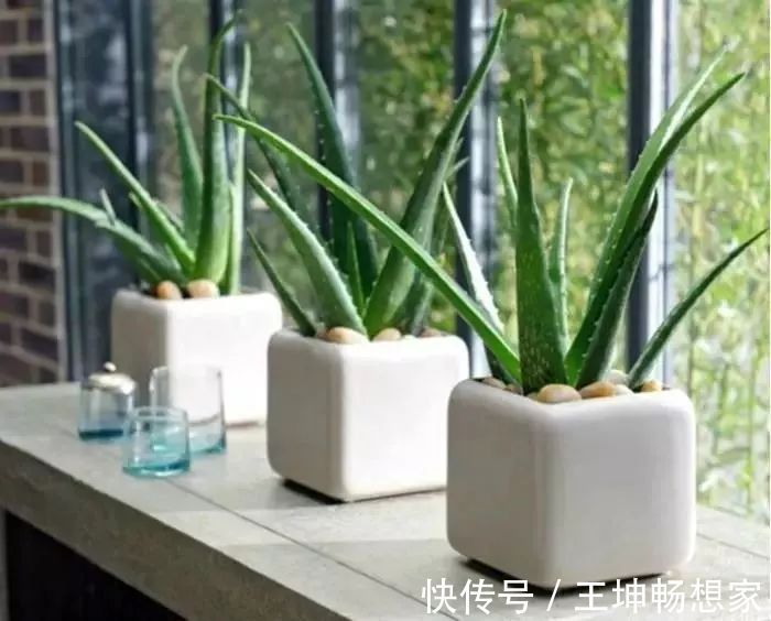 净化|10种健康花,适合养客厅,吉祥有品味,关键个个都是净化高手