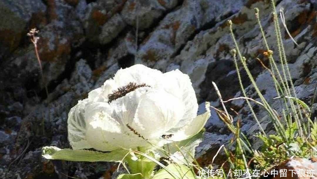 这花不能挖，是保护植物！盘点野外保护植物