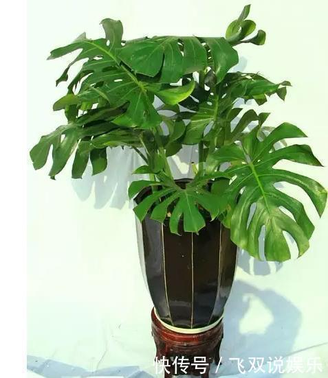 家里放什么植物最好其实有这5种就足够了!你家放了吗