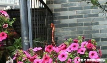 马蹄莲马蹄莲|这“4种”花再便宜也别养,个个是“毒花”,看完赶紧搬走