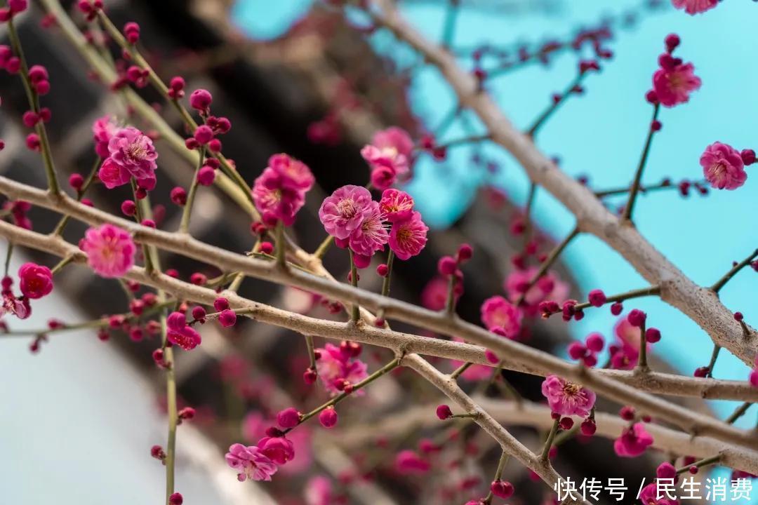 盛开|最暖春节催开红梅花，郑州园博园现“双梅闹春”