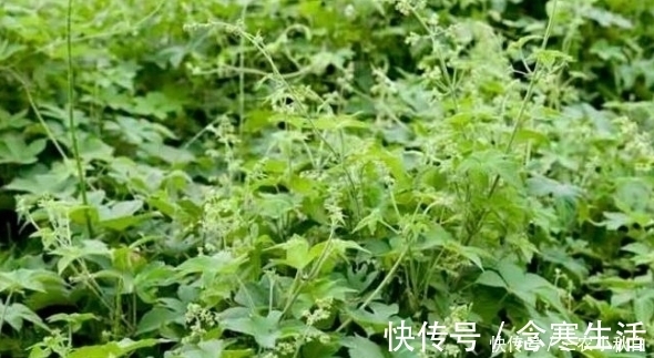 中药|乡下一种野草能割伤人,农民很是厌恶,殊不知它是一味中药