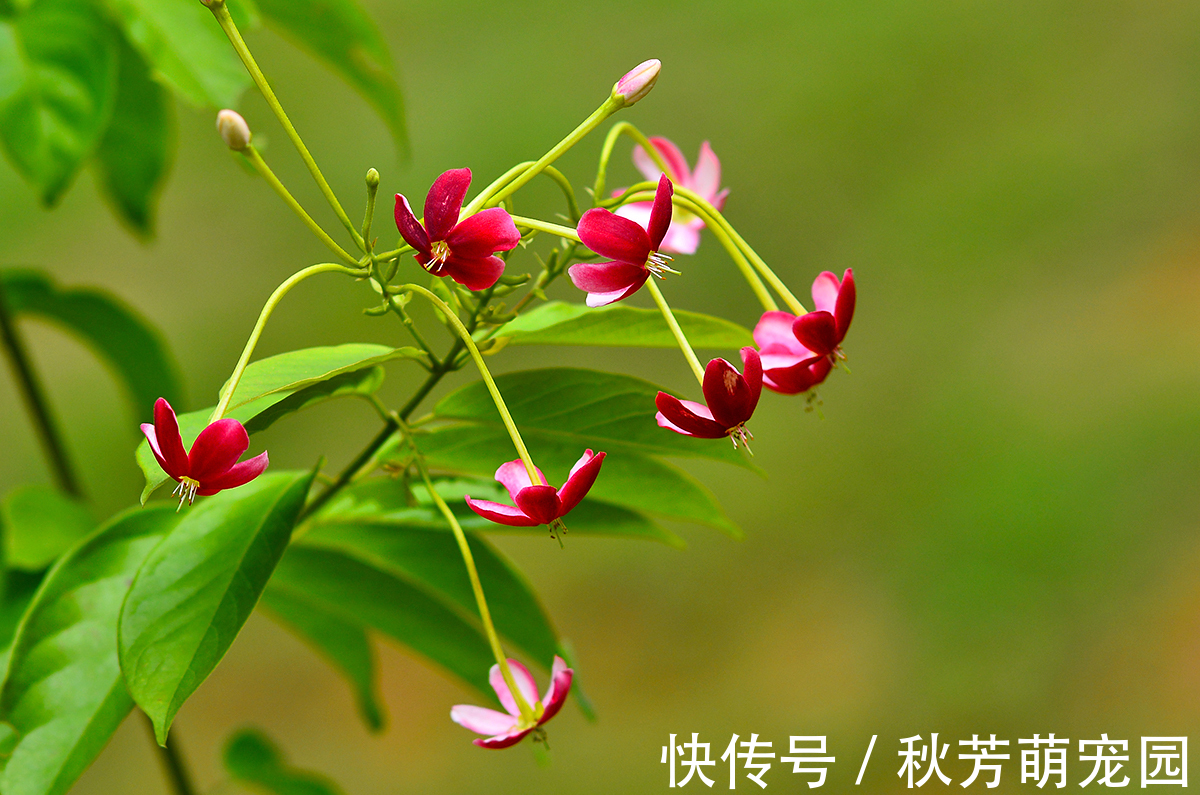 药用价值|此花被称为花中君子,药用价值极高,可治疗各种不良疾病