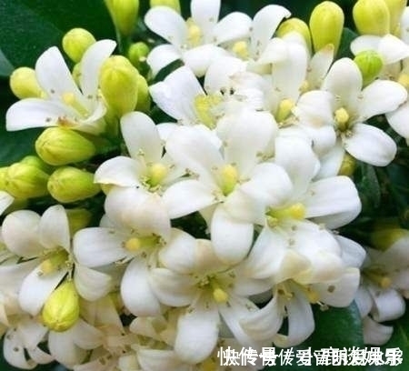 满屋|家中不要乱养花，此花号称“天下第一香”，阳台种两盆，满屋飘香