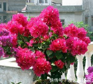 花芽|三角梅有花不开花做好“4件事”,花苞齐刷刷,开成叶子花