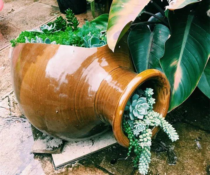 他用菜坛子种多肉,1分不花,呼呼长成“大米饭”!