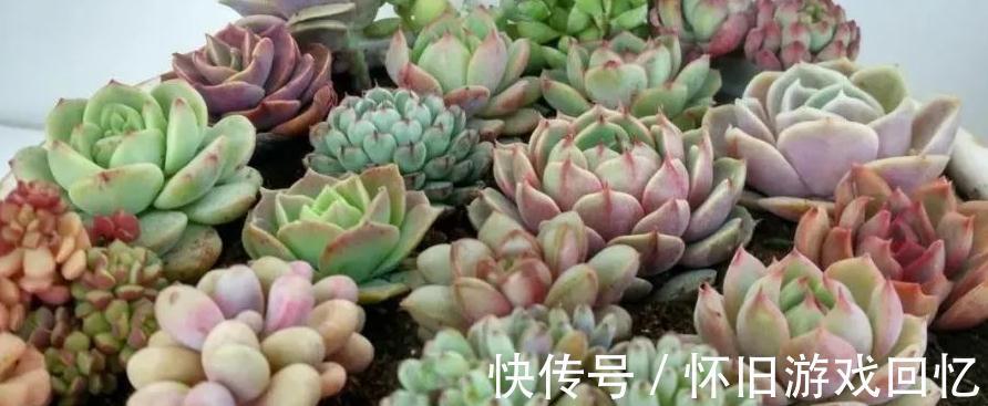 结板|如何判断服盆,什么多肉好养