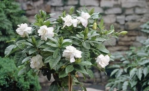 栀子花就是个老酒鬼，用了啤酒叶子更绿，开花洁白香味清新