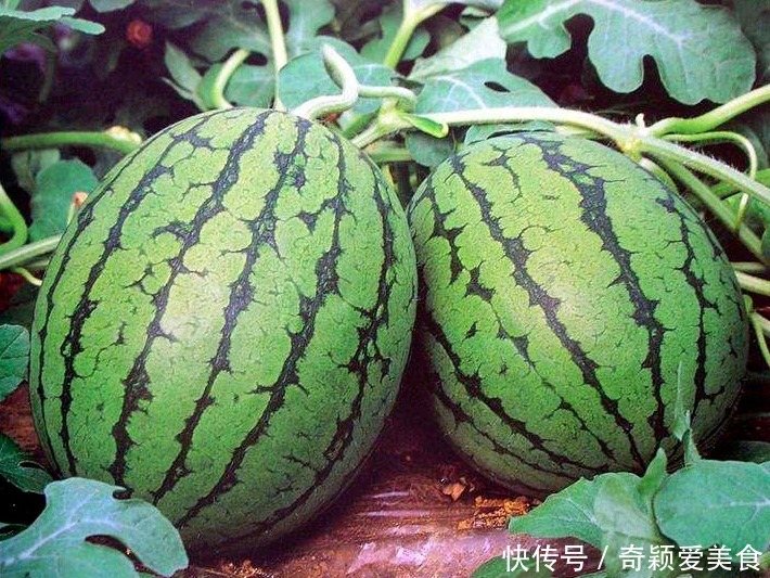 买西瓜分清“公母”,只买“母”瓜,香甜多汁,记住3点不会买错