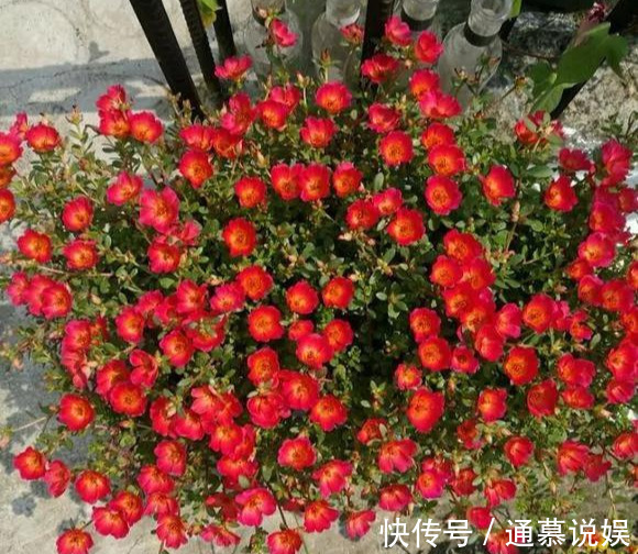 长势|咋“折腾”都不死的4种花,越修剪越旺,很难养死