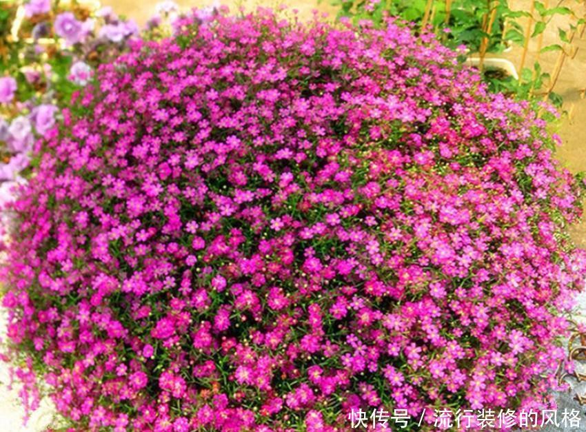 花来超|两种花特好养,开起花来超漂亮,不大用管理自己就能开爆盆