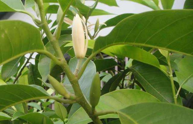 秋季“修枝”很重要,千万不能舍不得,4种方法学会一种就行了