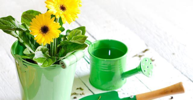 休眠期|夏天会假死的几种花,叶片枯萎也不要扔,养到秋天就能恢复生长