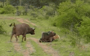 |搞笑动图:我要跟电视里的猫一起玩,跑哪去了呢?