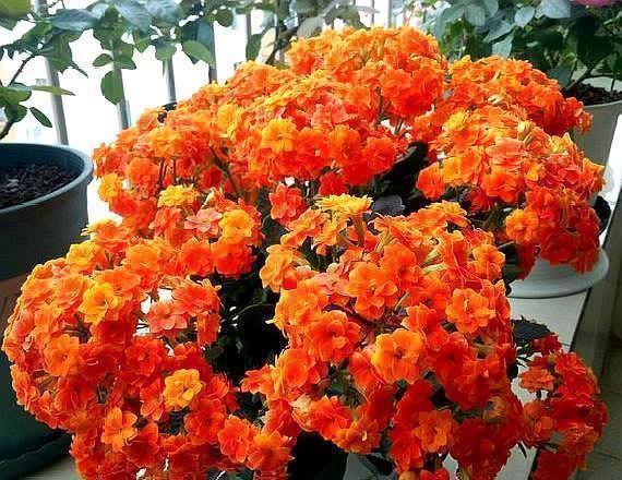 适合勤人养的花,修剪越勤、生长越旺,不建议懒人养,容易长成草