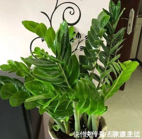 蹭蹭|这玩意1分钱不值,垫在花盆底,养啥花都旺,蹭蹭长爆盆