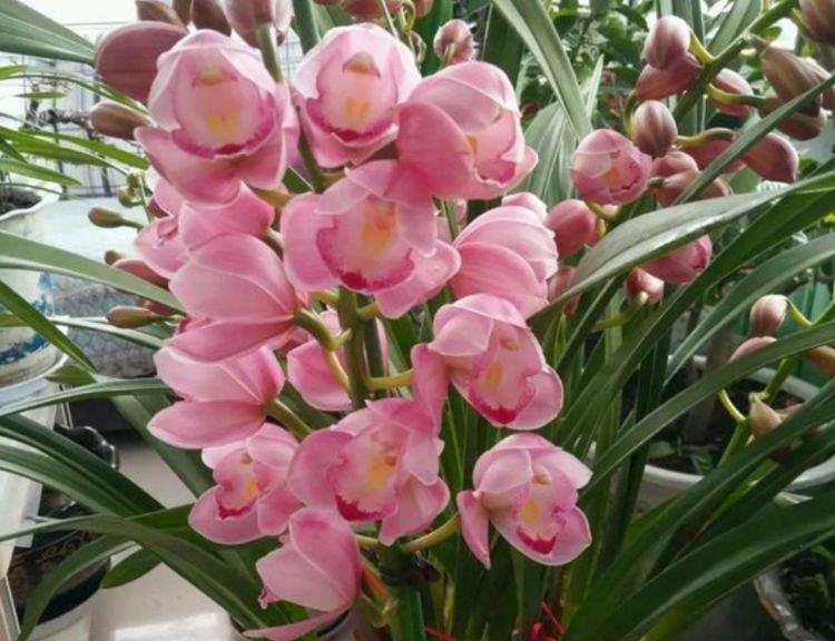 4种花美的出奇,不仅花好看,名字也好听,尤其第2种!