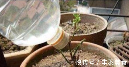 “2种料”兑水浇花,再硬的土,30天都变“松散”,太实用了