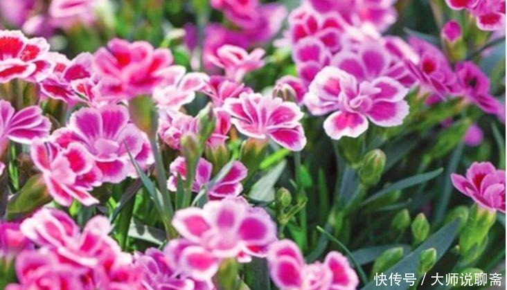 花期|春季养此款花卉,花大服盆快,是懒人“首选”,花期长易爆盆