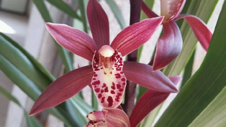 喜欢养花,推荐养这四款,四季开不断,你值得拥有