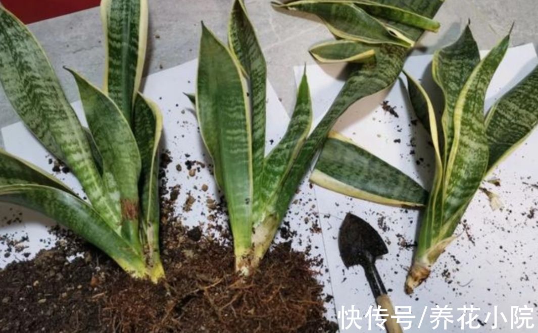 发财树|6种花怕水涝,勤快人养不好,浇水多了就烂根