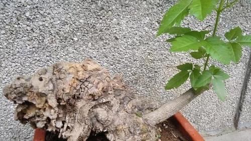 荆棵盆景怎么做？