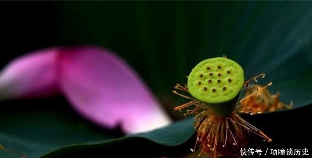 寓意|境界越高的人,越能读懂荷花的三种寓意,不止是“出污泥而不染”